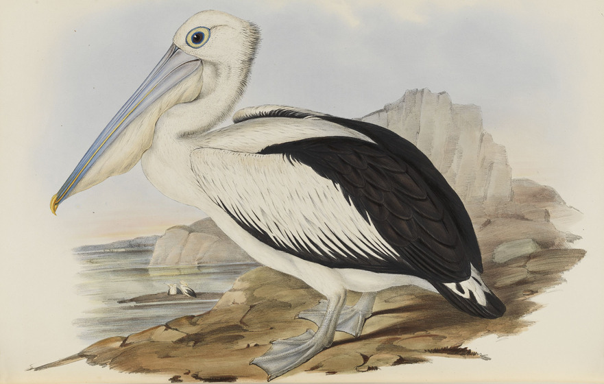 An illustration of a large brown and white pelican standing on some rocks next to the water.