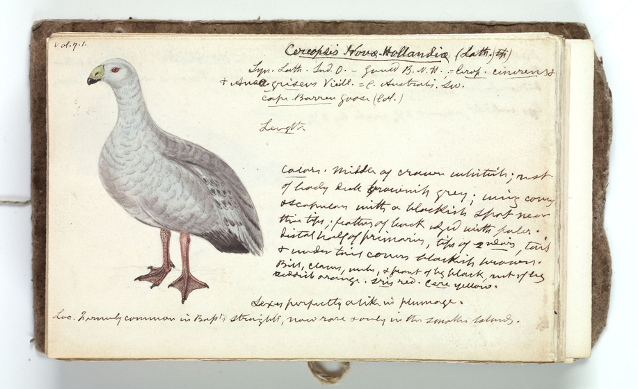 A coloured sketch of a white and grey goose surrounded by scientific notes relating to the specimen.