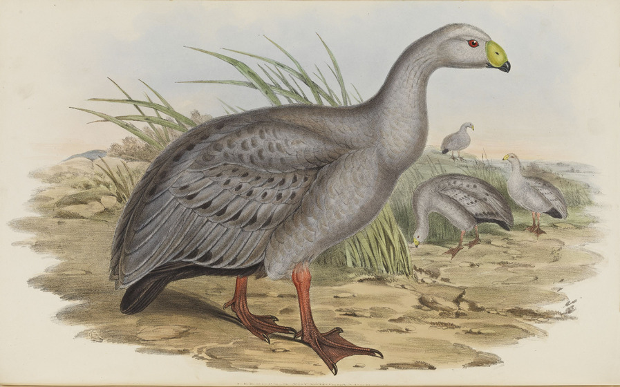 An illustration of a four Cape Barren Geese in wetlands, foraging among some long-grasses.