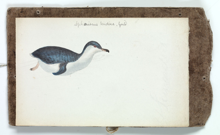 A coloured sketch of a fairy penguin on its belly with the scientific name written in pencil above.