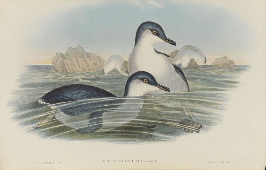 An illustration of two penguins swimming in the water near some rocks.
