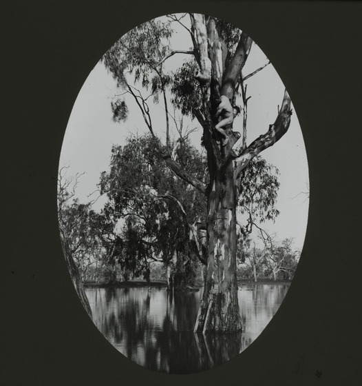 A naked man high up in a tree next to a lake collects bird eggs.