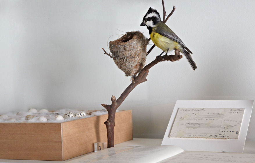 A taxidermy bird sits on a branch with its nest, beside a sheet of musical notation and a wooden box filled with bird eggs.