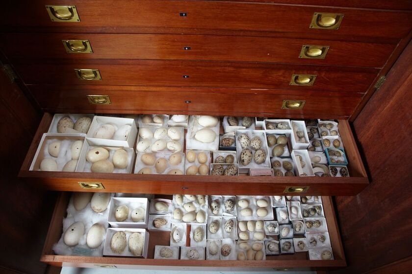 Two drawers of wooden display cabinet opened to reveal many bird eggs.