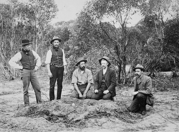 A group of five men, two standing and three crouched, opening up a Mallee hen mound.