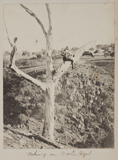 A man wearing a hat and knapsack precariously straddles a branch of a dead tree.