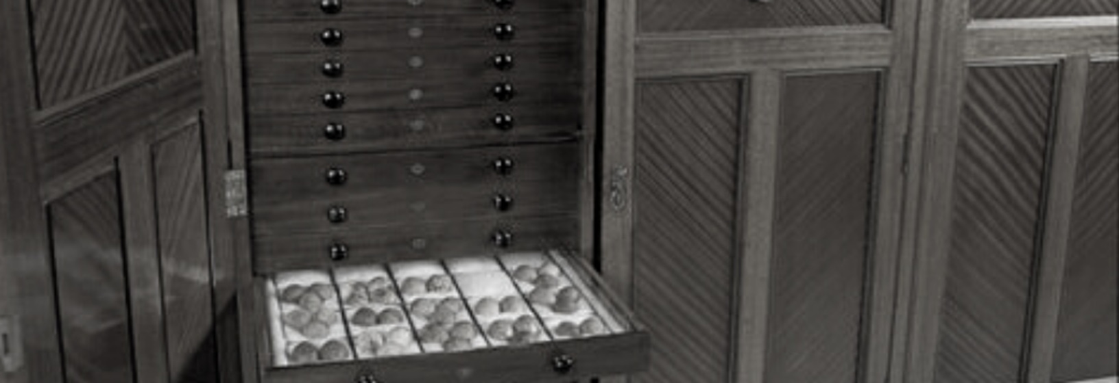 bird egg specimens are contained in a grand wooden cabinet