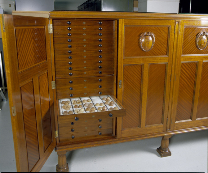 bird egg specimens are contained in a grand wooden cabinet filled with dozens of drawers