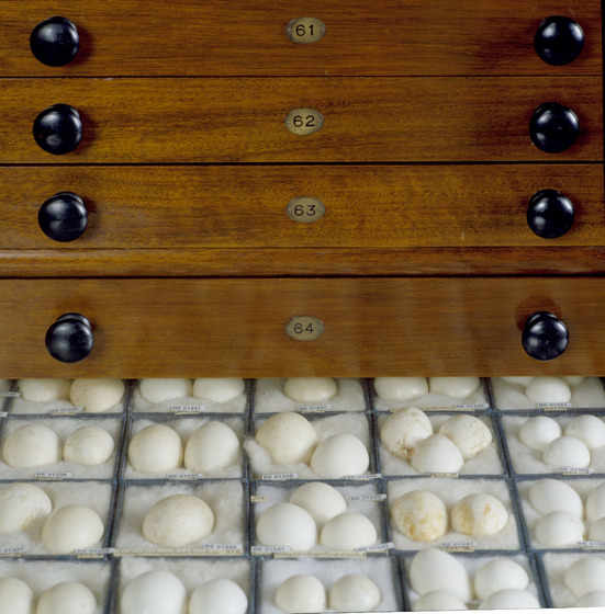 An open cabinet drawer displaying bird egg specimens nestled in padded boxes.