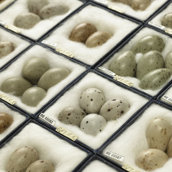 many bird egg specimens nestled in square boxes
