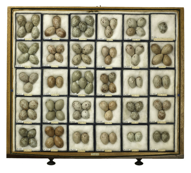 A tray of many birds egg specimens nestled in 30 small square segments.