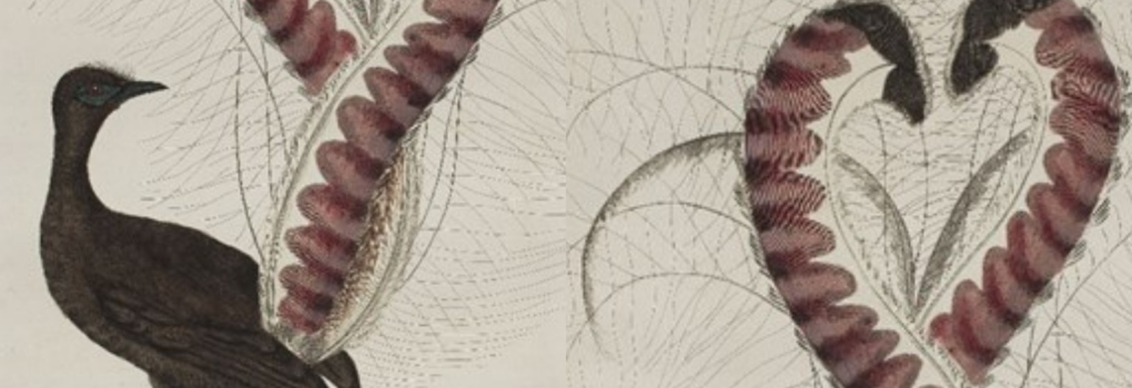 a lyrebird standing on a mound, looking back at a display of its tail feathers.