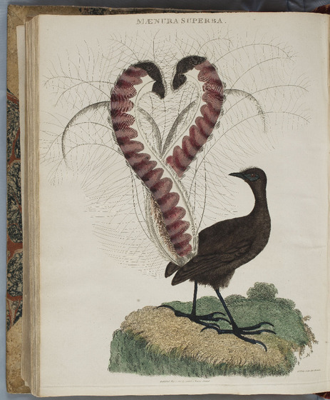a hand-coloured illustration of a lyrebird standing on a mound, looking back at a display of its tail feathers.