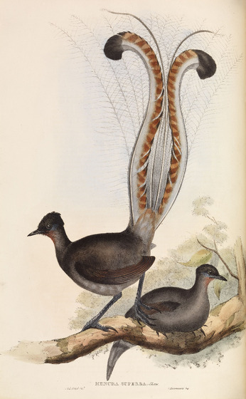 A male lyrebird with its grand tail feathers stands on a branch next to a seated female lyrebird.