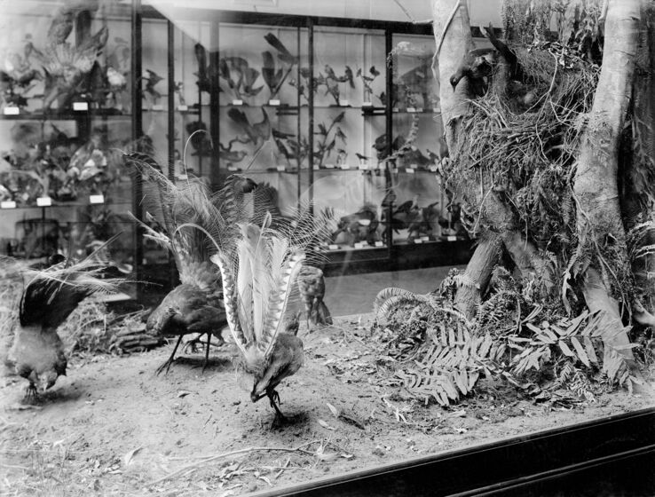 A group of taxidermy lyrebirds are displayed in a large glass cabinet set in a forest.