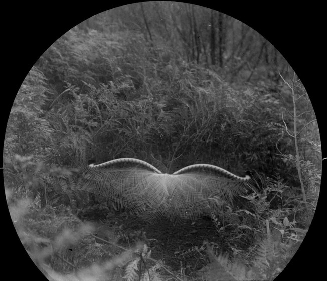 A lyrebird in native habitat seen from behind with its grand tail feathers fanned out in dance.