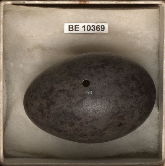 A small black and brown marbled egg specimen with a small hole, housed in a box.