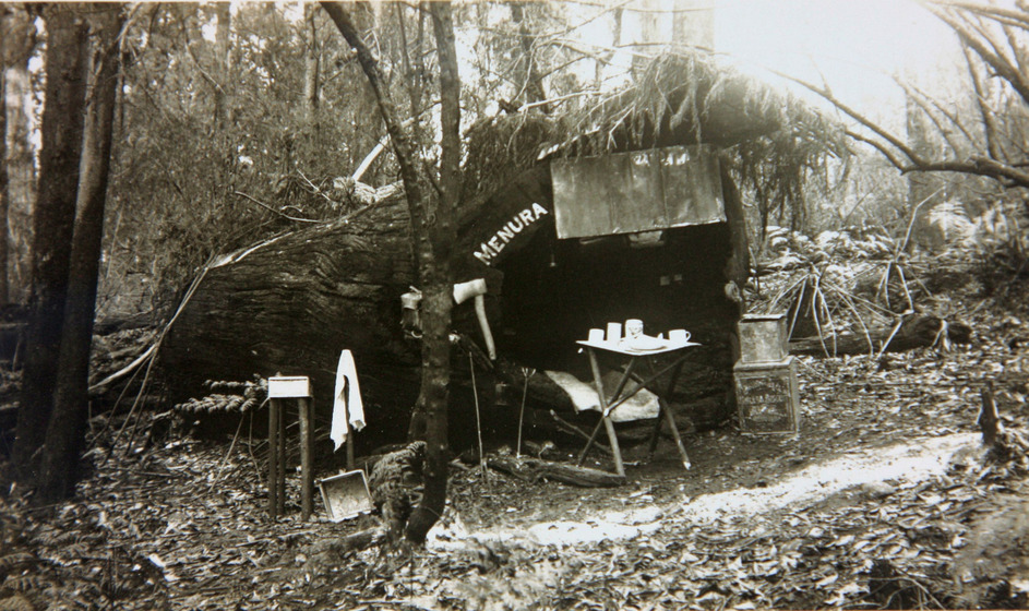 A large fallen hollowed out tree trunk in the forest being used as a campsite; the word 'Menura' is painted on the tree.