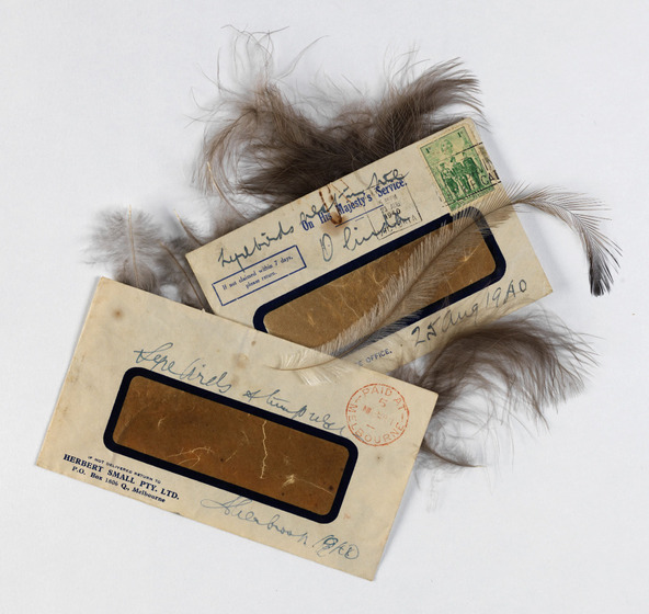 Lyrebird feathers spill out of two beige and brown envelopes which are post-marked Melbourne 1940.