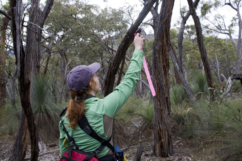 A woman wearing a green jacket and purple cap ties a pink strip to a tree in the forest as a marker.