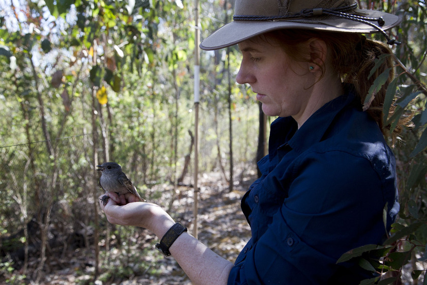 A woman wearing a bushman hat observes a small brown bird she holds in her hand 