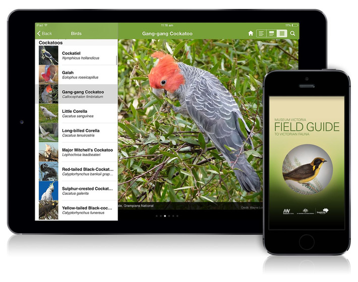 Screenshots from Museum Victoria's Field Guide to Victorian Fauna mobile application are displayed on a smartphone and a tablet.