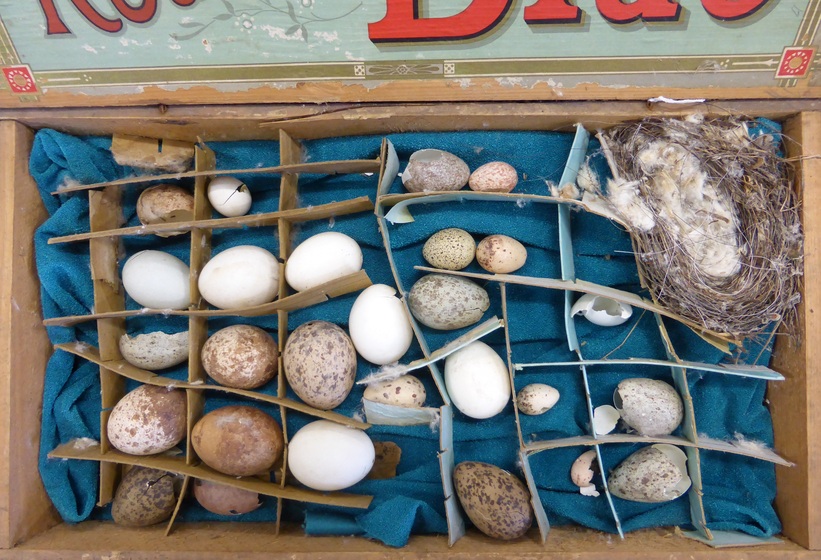 Box of birds eggs and nest various sizes