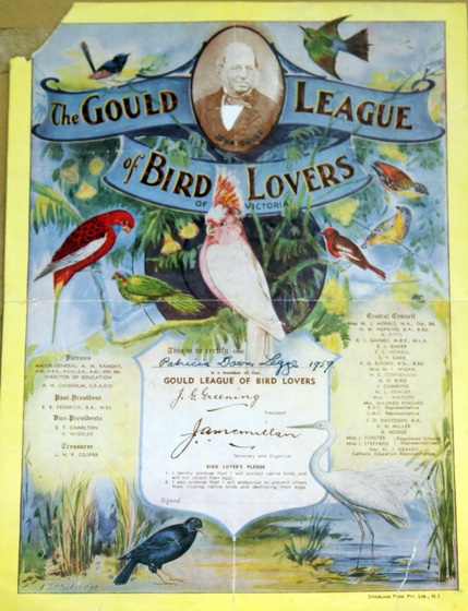 Certificate with parrot, Galah, Egret various birds