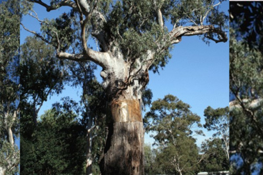 views of a tree in three segments