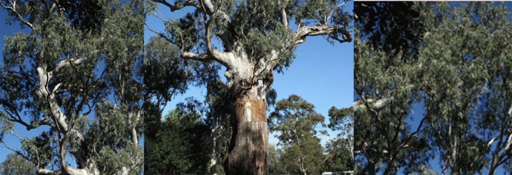 views of a tree in three segments