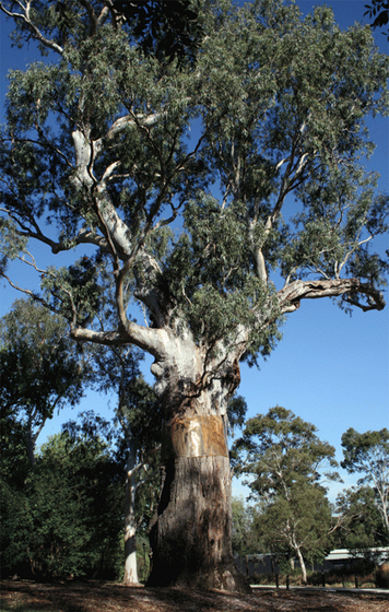 a large tree stands tall in gardens