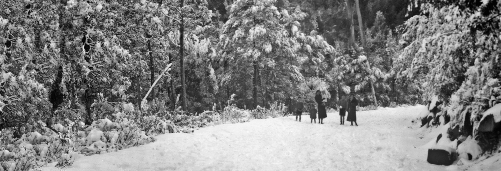 People on tree lined snowy road