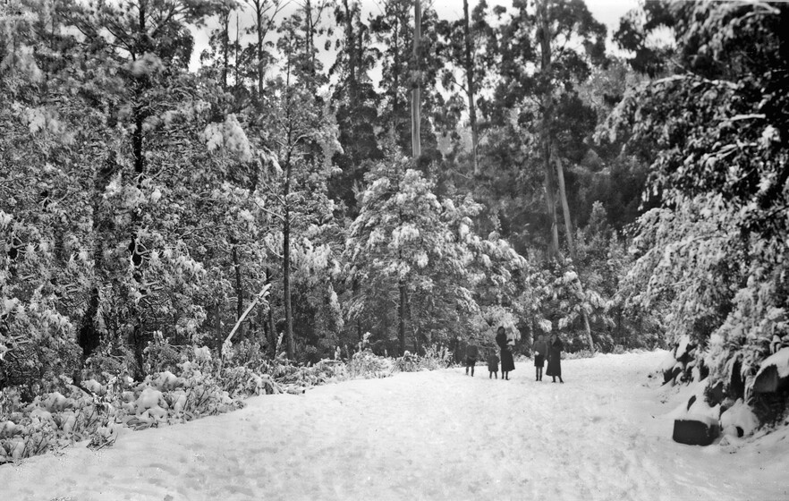 People on tree lined snowy road
