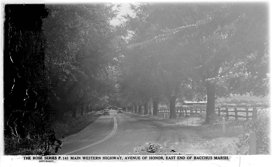An avenue of trees in a winding road