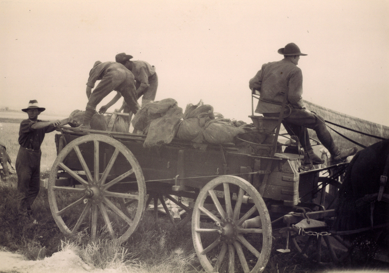 Men unloading hessian wrapped bodies off a horse drawn cart