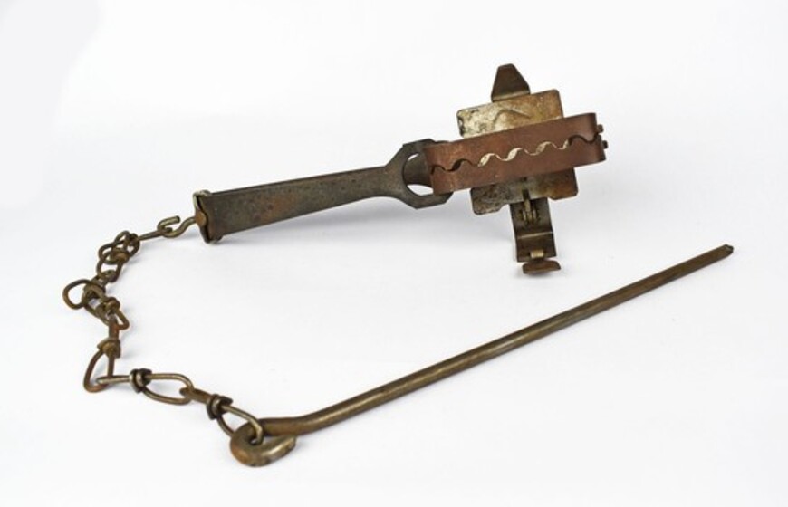 Closed, metal rabbit trap with chain linked to securing metal peg