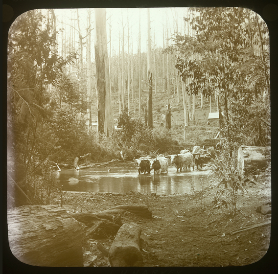Black and white photograph of bullock cart crossing flooded creek in cleared forest.