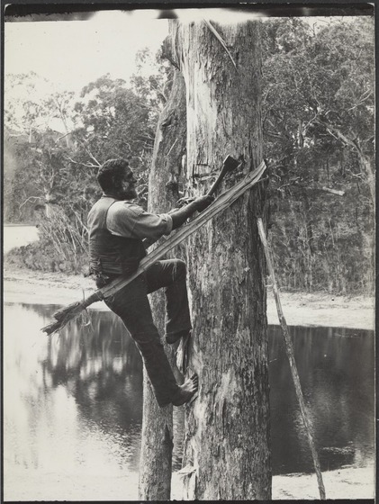 Black and white photograph of an Aboriginal man strapped to a tree trunk with a length of bark, cutting bark from the tree with a tomahawk. Lake and wooded shore in background. 