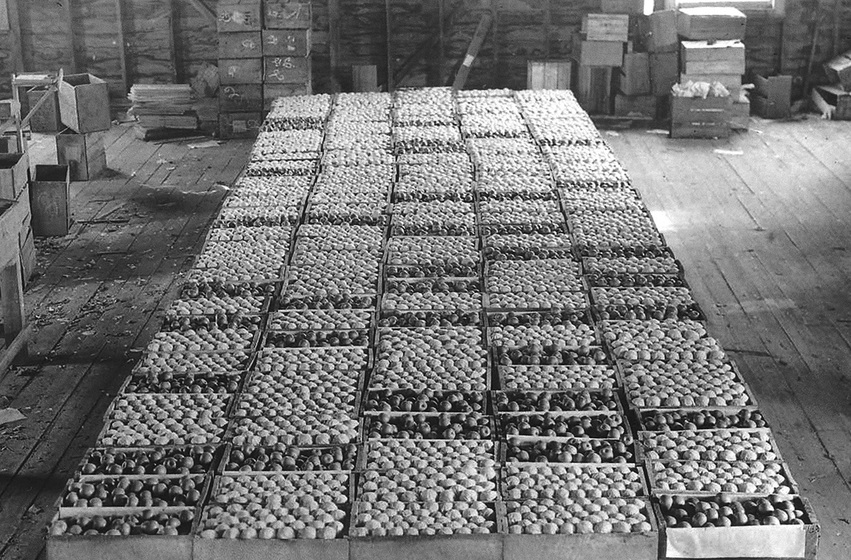 Black and white photograph of boxes of apples laid out on a wooden floor.