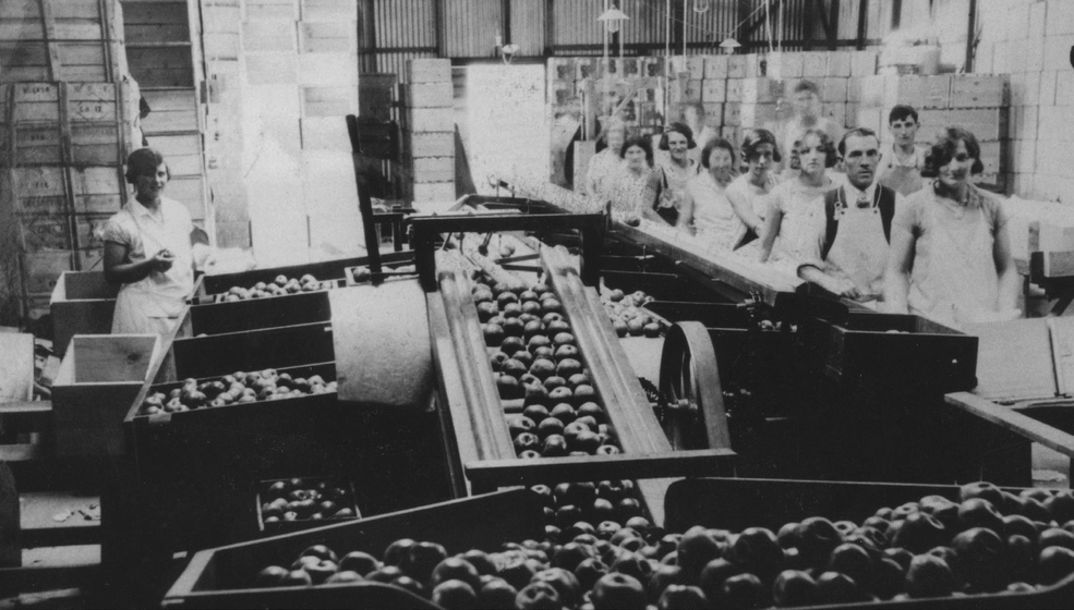 Black and white photograph of a row of workers in white aprons standing beside machinery full of apples and surrounded by stacks of wooden boxes.