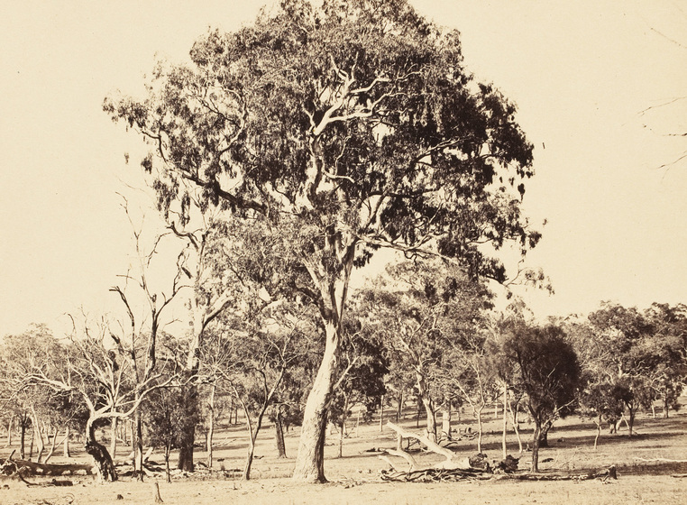 Sepia photograph of a large eucalypt in lightly wooded country.