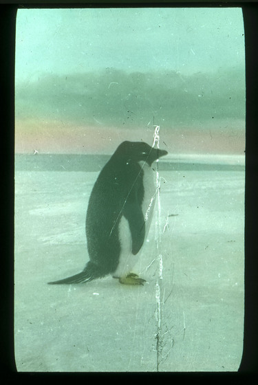 Hand-coloured photograph of a penguin standing on ice.