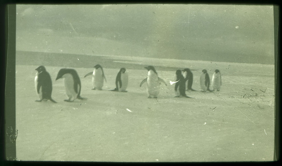 Black and white photograph of nine penguins standing on ice.