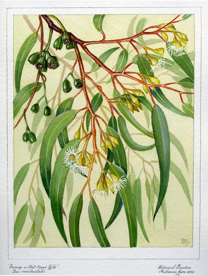 Watercolour painting of a bunch of eucalyptus leaves, gum nuts and flowering buds. They are varying shades of greens and yellows.