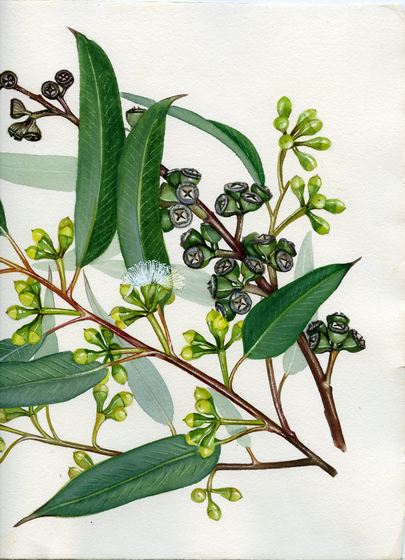 Two small branches of eucalyptus leaves, gum nuts and flowering buds. They are a variation of greens, yellows, and brown stems.