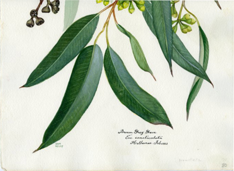 Detailed zoom in of three large complete eucalyptus leaves. Some small brown and green gumnuts can be seen along the top of the image.