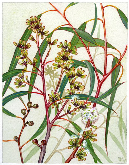 A watercolour painting of a selection of thin eucalyptus leaves, gum nuts and flowering buds. They are various shades of green, yellow and red stems.