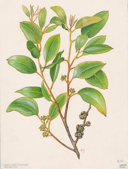 A watercolour painting of a eucalyptus branch full of broad leaves, gum nuts and buds. They are various shades of green, with orange red stems.