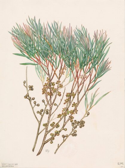 A watercolour painting of a selection of very thin eucalyptus leaves, gum nuts and buds. The leaves are at the top of the branches, whilst the nuts and buds in the mid and lower sections. They are various shades of green, pink and red stems.