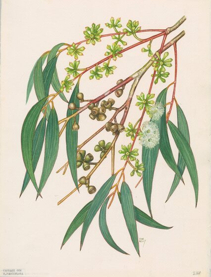 A watercolour painting of a selection of eucalyptus leaves, gum nuts and flowering buds. They are various shades of green and yellow with orange, red and brown stems.